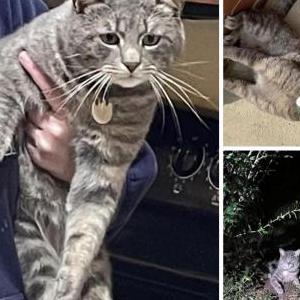 Image of Wubbzy, Lost Cat