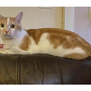 Lost Cat Granger