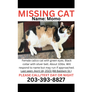 Lost Cat Momo