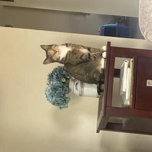 Lost Cat Merlin