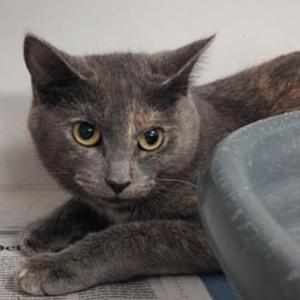 Lost Cat Basil