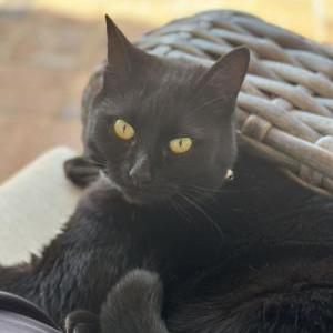 Lost Cat Pumpkin