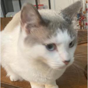 Image of KC, Lost Cat