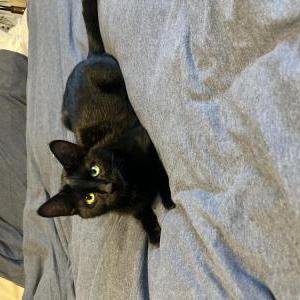 Image of Kitty, Lost Cat