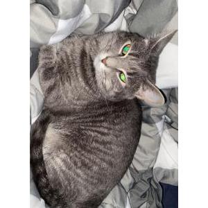 Lost Cat Luna