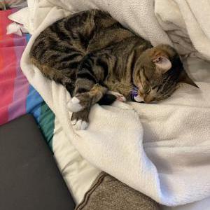 Image of Aia (, Lost Cat