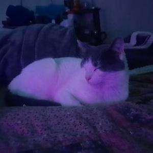 Lost Cat Jim carrey