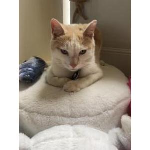 Lost Cat Saucey
