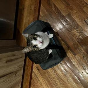 Image of Baron, Lost Cat