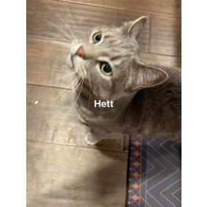 Image of Hank, Lost Cat