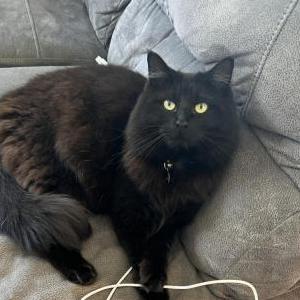 Image of Ahsoka, Lost Cat