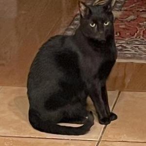 Image of Kara, Lost Cat