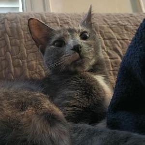 Image of Pecas, Lost Cat