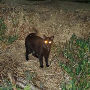 Image of Unknown, Found Cat
