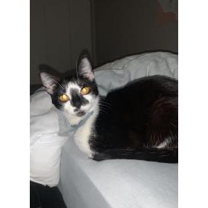 Lost Cat Noel
