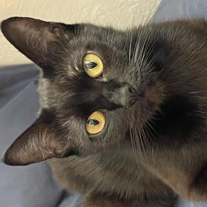 Image of Eevee, Lost Cat