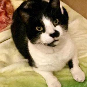 Lost Cat Oreo