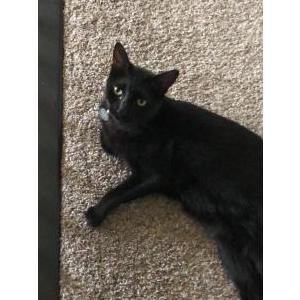 Lost Cat jasper