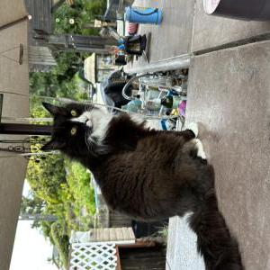 Lost Cat Berlioz