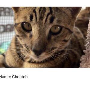 Lost Cat Cheetoh