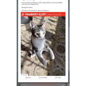 Lost Cat Newt