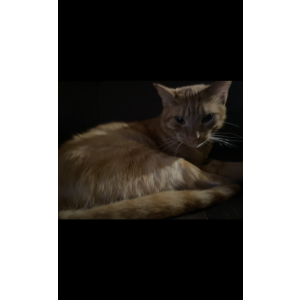 Image of Nino, Lost Cat