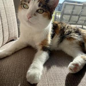Lost Cat Dixie
