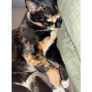 Lost Cat Emmie