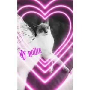 Lost Cat Rollie pollie