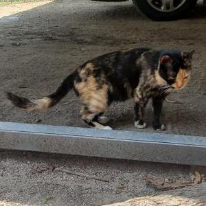 Found Cat Unknown