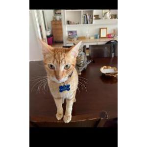 Lost Cat Shirley