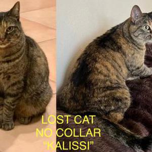 Lost Cat Kalissi