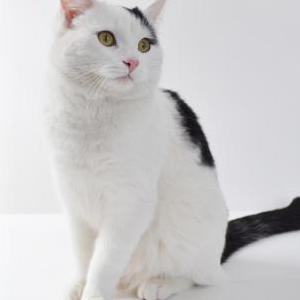 Lost Cat Buster