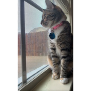 Image of Petunia, Lost Cat