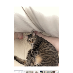 Image of Maze, Lost Cat