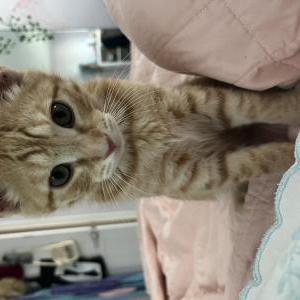 Lost Cat Obi