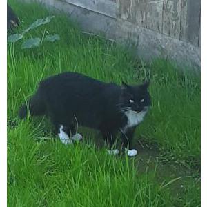 Lost Cat Cooper