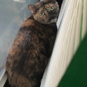 Lost Cat Ayea