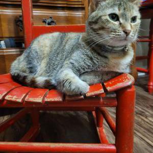 Lost Cat bubbles