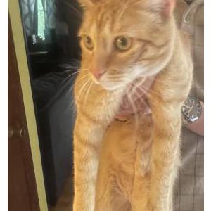 Found Cat Unknown