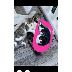 Lost Cat Meme