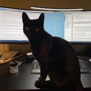 2nd Image of Simon, Lost Cat