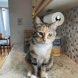 Lost Cat Mable