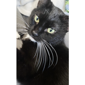 Lost Cat Hope