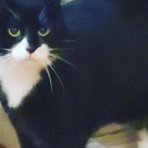 Lost Cat Willo