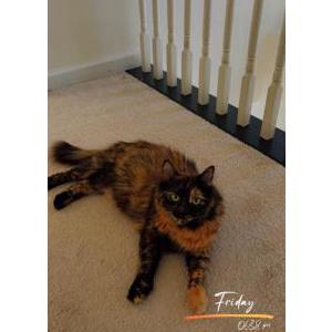 Lost Cat Luna
