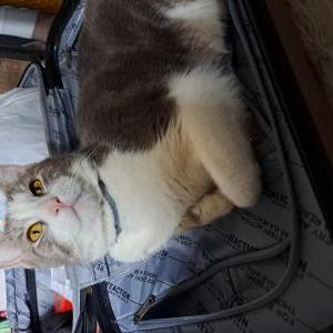 Lost Cat Hope