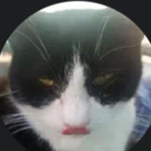 Lost Cat Squeaky