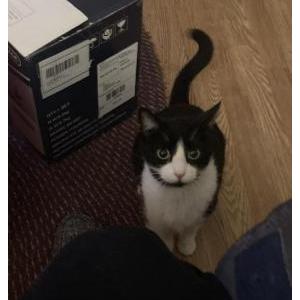 Lost Cat Itty Bitty