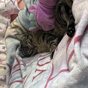 Lost Cat Binx